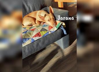 Jarana 10/2018 (DE - Pflegestelle) - freundliche und ausgeglichene Podenco Maneto Hündin