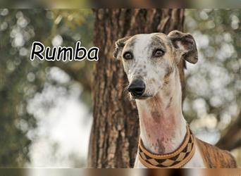 Haben Sie auf Ihrem Sofa ein Plätzchen für Rumba frei?