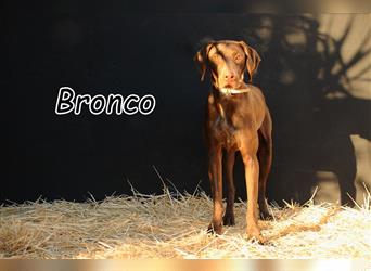 Möchten Sie Bronco ein neues Leben schenken?