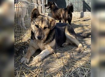 Familienhund Malina - Schäferhund-Mischling, Junghund, liebe Hündin, braun-schwarz, Tierschutz