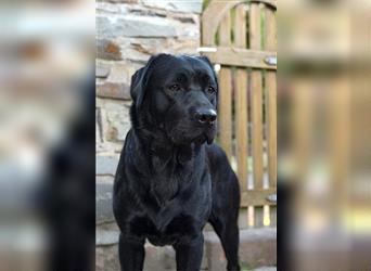 Labrador Retriever Deckrüde mit Zuchtzulassung / 25-fach genetisch frei / GRSK / DOK / Stud dog