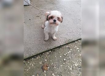 Girl, Lhasa Apso Rescue Weibchen im Canile