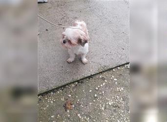 Girl, Lhasa Apso Rescue Weibchen im Canile