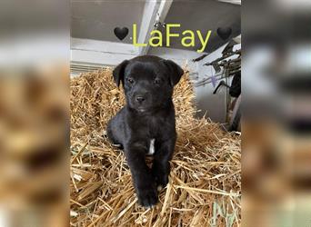 LaFay kleines Hundekind, in Lebensnot von der Straße ins Slatina /Rumänien gerettet