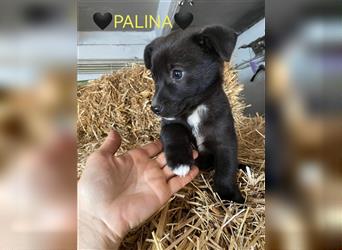 PALINA Hundebaby gerettet von der Straße