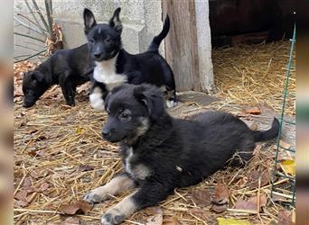 ROMINA kleines Hundebaby mit Geschwistern von der Straße in Lebensnot gerettet