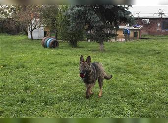 Zazu - ein belgischer Schäferhund - etwas für Kenner und Liebhaber dieser Hunderasse.