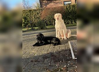 Reinrassige Labradorwelpen Siggi und Loki suchen ein neues Zuhause