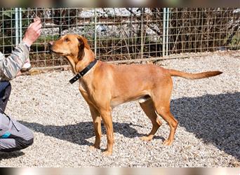 Nougat ist ein Ridgeback und daher für Kenner und Liebhaber dieser Hunderasse