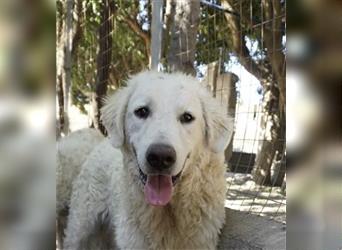 Glenda: Traumhund in weiß