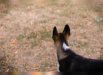 Junghund Lupo - er ist ein Husky und daher für Kenner und Liebhaber dieser Hunderasse.