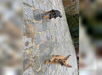 Rottweiler Mischlings Welpen SUCHEN DRINGEND EIN ZUHAUSE!!!