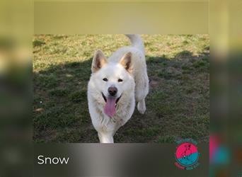 Snow – So viel Energie in nur einem Hund!