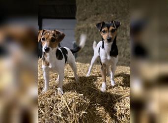 „Tiger Russell“ Tiger Dackel x Jack Russello