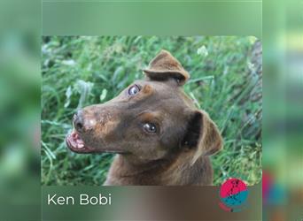 Ken Bobi - Senior sucht ruhigen Alterswohnsitz
