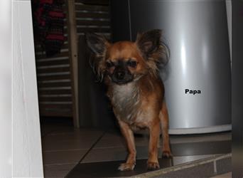 Chihuahua-Welpen abzugeben