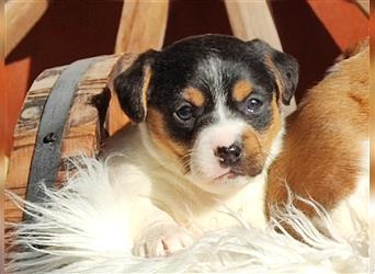 Jack Russell Terrier Welpen * reinrassige* kurzhaarig und kleinbleibend