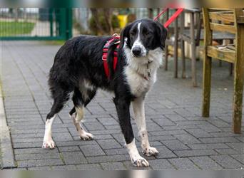 "ANTONIO" lieber, noch vorsichtiger Junghund 52cm (etwas wachsend) - neu auf Pflegestelle bei Köln