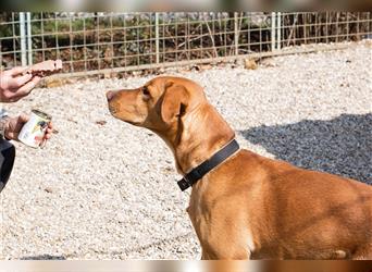 Nougat – Sucht Menschen mit Hundeverstand