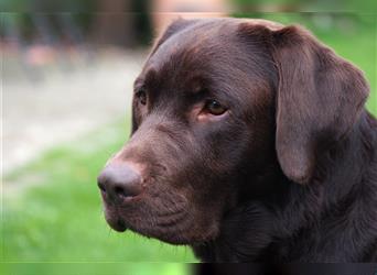 Labrador Deckrüde mit ZZL, decksicher, reinerbig braun chocolate nach FCI Standard, kein Verkauf!