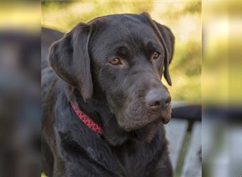 Labrador Deckrüde mit ZZL, decksicher, reinerbig braun chocolate nach FCI Standard, kein Verkauf!