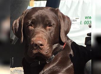 Labrador Deckrüde mit ZZL, decksicher, reinerbig braun chocolate nach FCI Standard, kein Verkauf!