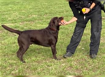 Labrador Deckrüde mit ZZL, decksicher, reinerbig braun chocolate nach FCI Standard, kein Verkauf!