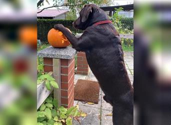 Labrador Deckrüde mit ZZL, decksicher, reinerbig braun chocolate nach FCI Standard, kein Verkauf!