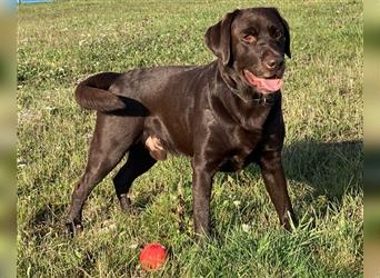 Labrador Deckrüde mit ZZL, decksicher, reinerbig braun chocolate nach FCI Standard, kein Verkauf!