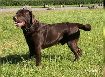 Labrador Deckrüde mit ZZL, decksicher, reinerbig braun chocolate nach FCI Standard, kein Verkauf!