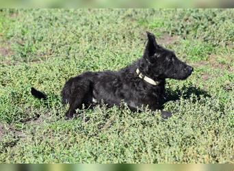 Olliver, freundlicher Junghund, kastriert, 37 cm (wachsend), 8 Monate alt