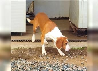 Orfeo: ein Traum für Bracken-Beagle Freunde