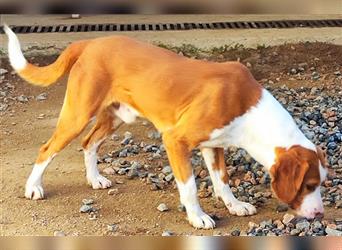 Orfeo: ein Traum für Bracken-Beagle Freunde