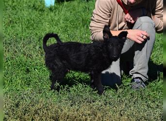 Stan, freundlicher Junghund, 8 Monate alt, 39 cm wachsend