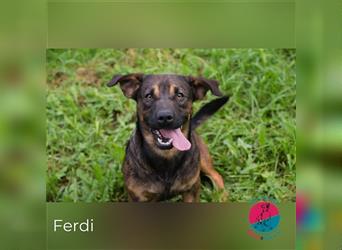 Ferdi – auch mit kleinen Beinen, flink unterwegs!