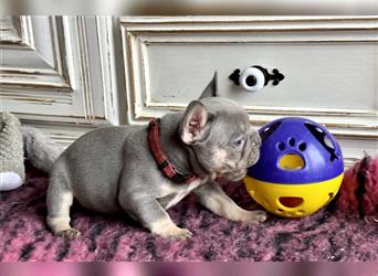 Französische Bulldoggen mit Nase und kl. Schwänzchen