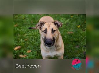 Beethoven – Ode an die Liebe