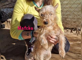 Matcha 07/2021 (ESP) - menschenbezogener und sozial verträglicher Yorkshire-Terrier-Mischling
