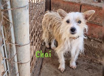 Chai 07/2022 (ESP) - sozial verträglicher und menschenbezogener Yorkshire-Terrier-Mischling