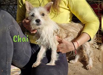 Chai 07/2022 (ESP) - sozial verträglicher und menschenbezogener Yorkshire-Terrier-Mischling