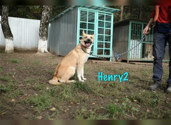 Henry2 06/2020 (RUS) - aufgeschlossener, schlauer und sportlicher Husky-Mix Rüde