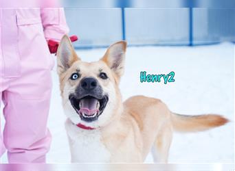 Henry2 06/2020 (RUS) - aufgeschlossener, schlauer und sportlicher Husky-Mix Rüde
