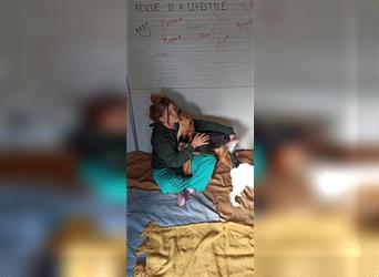 Mischlingshündin NALA (1,5 Jahre) sucht ein Zuhause
