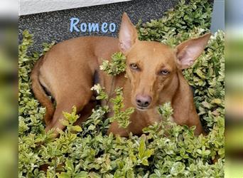 Romeo 02/2019 (in Deutschland) - sehr verschmuster, ausgeglichener und lustiger Podenco Andaluz Mix