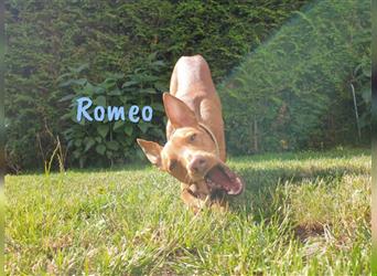 Romeo 02/2019 (in Deutschland) - sehr verschmuster, ausgeglichener und lustiger Podenco Andaluz Mix