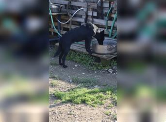 Mallorca Schäferhund / Labrador Mix LIO (8 Monate) sucht sein Zuhause