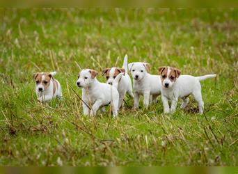Jack Russell Terrier-Welpen