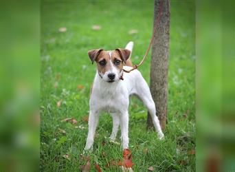 Jack Russell Terrier-Welpen
