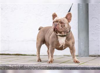 Premium Französische Bulldoggen Welpen Quads