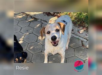 Resie - Mit ein paar Hundejahren, da fängt das Leben an!
